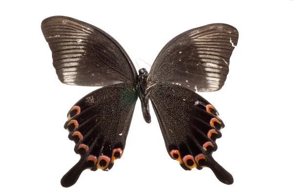 Бабочка изолирована — стоковое фото