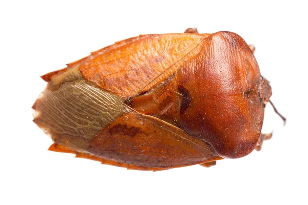 Βρώμα εντόμων bug — Φωτογραφία Αρχείου