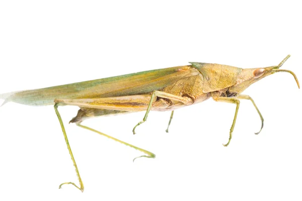 Owadów grasshopper chleba świętojańskiego — Zdjęcie stockowe