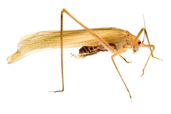 Insect katydid — Stok fotoğraf