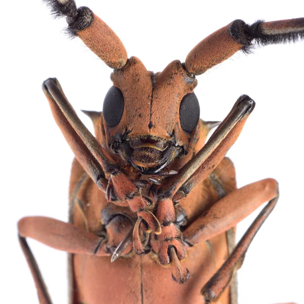 カミキリムシ科甲虫 — ストック写真