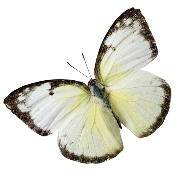 Farfalla isolata — Foto Stock