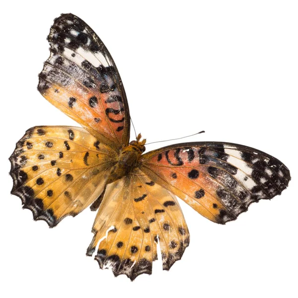 Papillon isolé — Photo