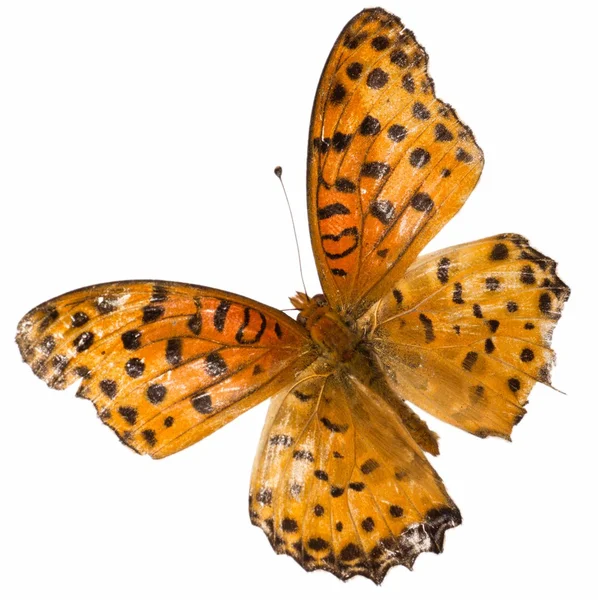 Mariposa aislada —  Fotos de Stock