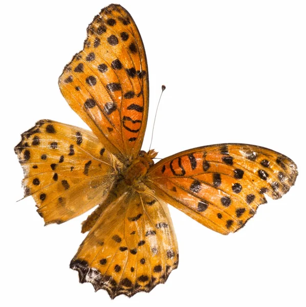 Schmetterling isoliert — Stockfoto