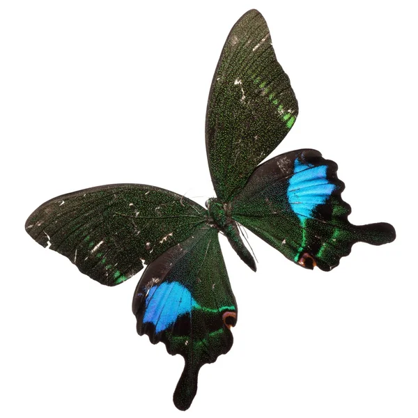 分離された蝶 — ストック写真