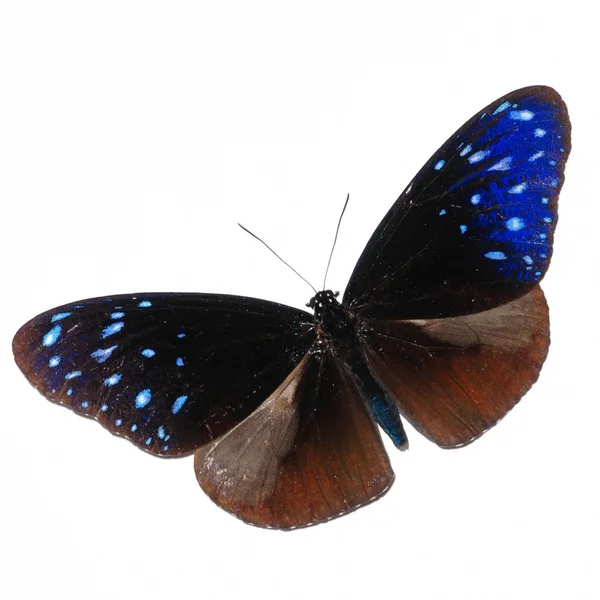 Butterfly isolerade — Stockfoto