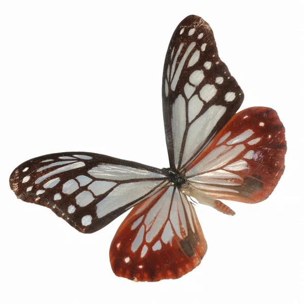 Butterfly isolated — Stock Photo, Image