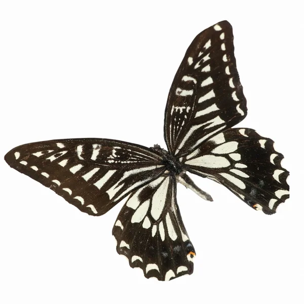 Motýl, samostatný — Stock fotografie
