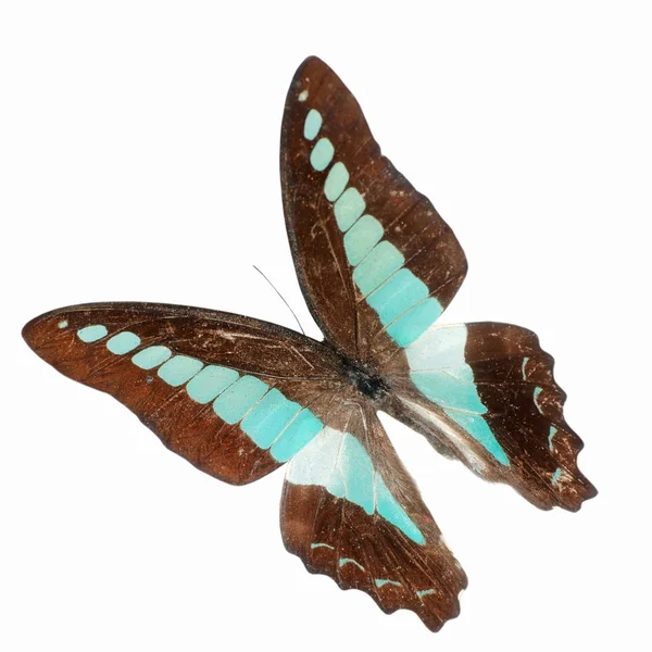 고립 된 나비 — 스톡 사진