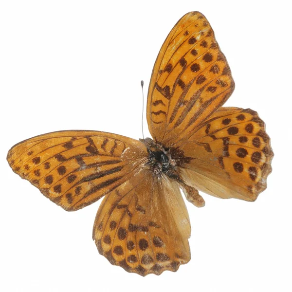 Бабочка изолирована — стоковое фото