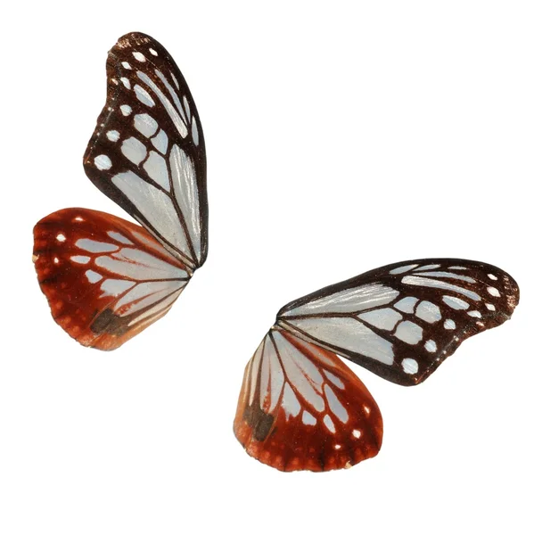 Крила метелика — стокове фото