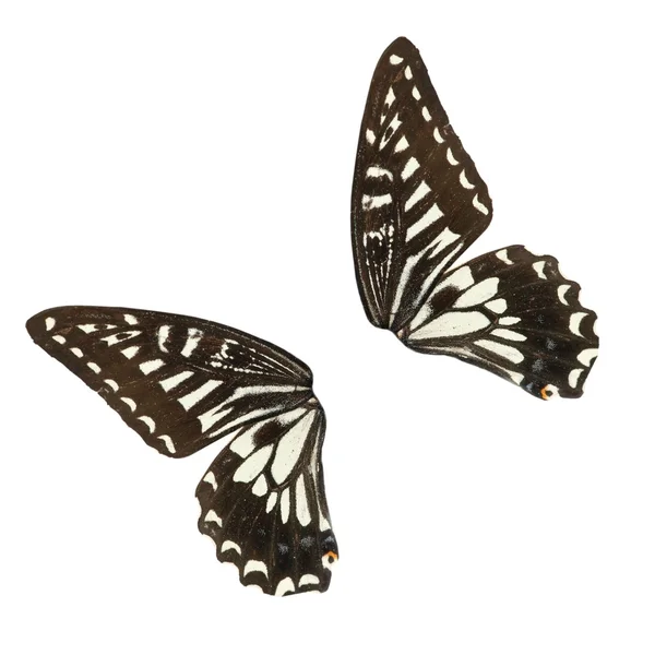 Asa de borboleta — Fotografia de Stock