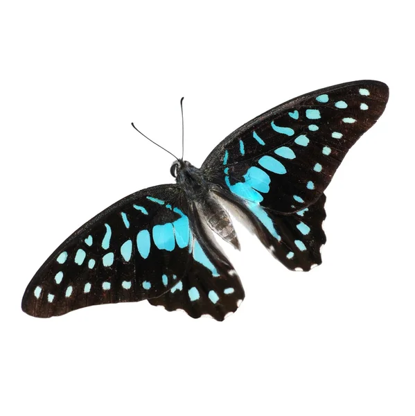 Motýl modrý — Stock fotografie