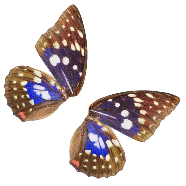 Голубая бабочка — стоковое фото