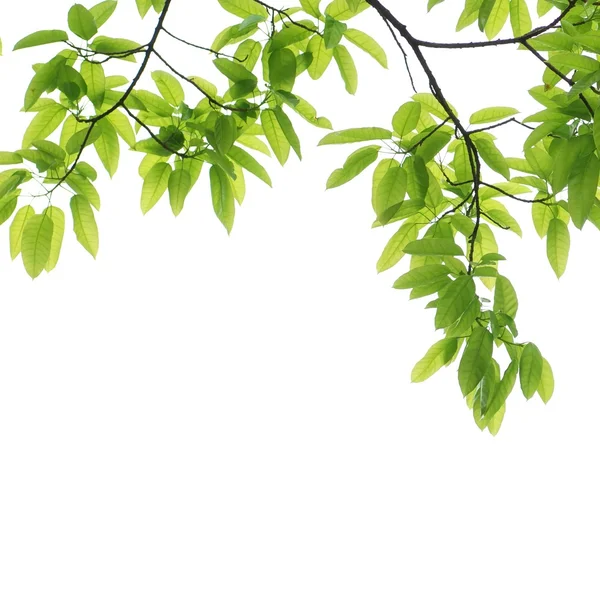 Φύλλα φύση πράσινο άνοιξη — Φωτογραφία Αρχείου