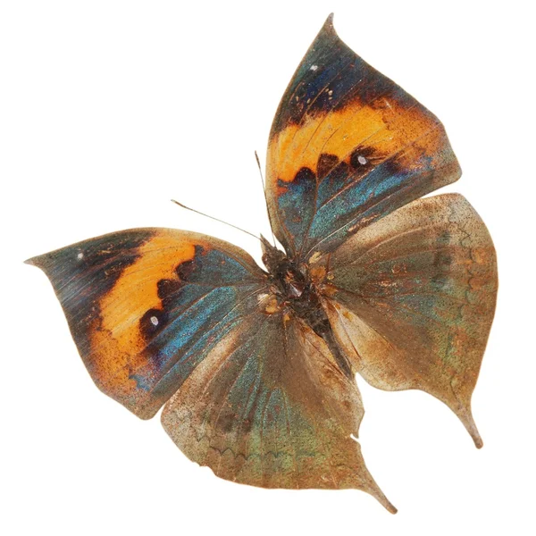 Farfalla foglia morta — Foto Stock