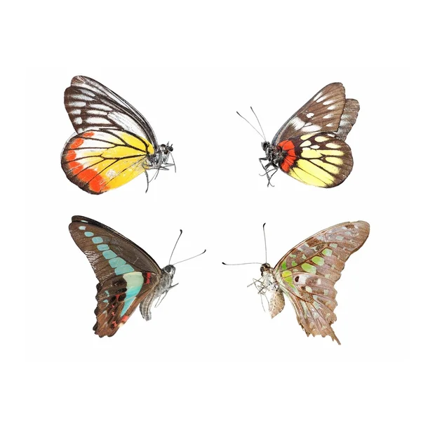 Butterflys na białym tle — Zdjęcie stockowe