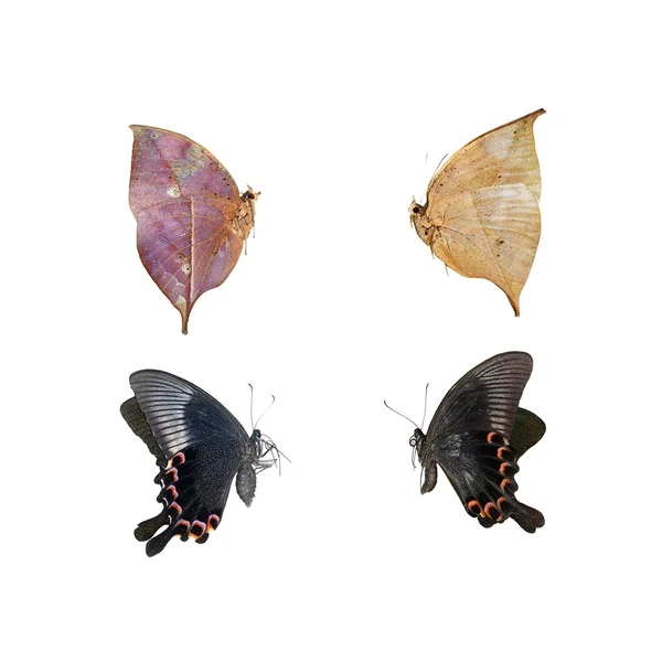 Метелики, ізольовані — стокове фото