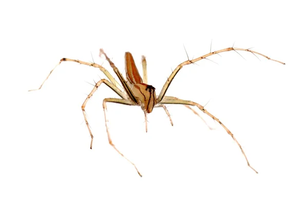 Μακρο ζώων αράχνη — Φωτογραφία Αρχείου
