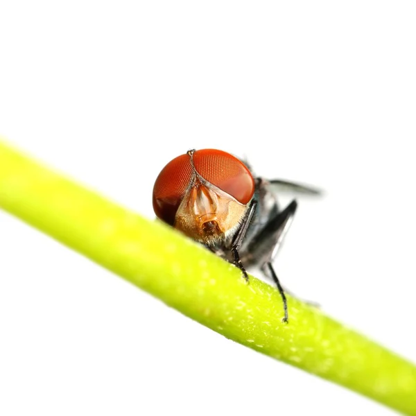 Böcek sineği — Stok fotoğraf