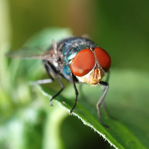 飛ぶ昆虫のマクロ — ストック写真