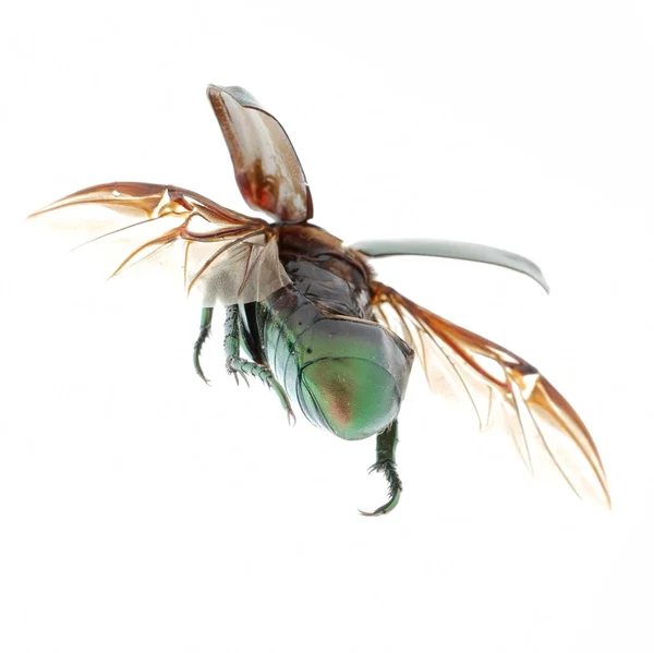 Coléoptère vert insecte volant isolé sur blanc — Photo