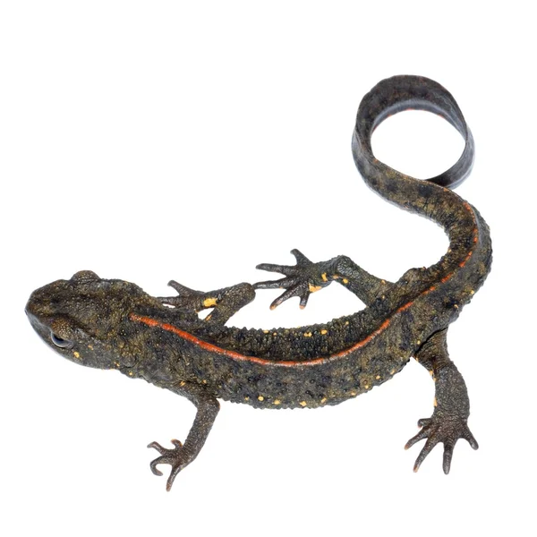 Dierlijke salamander — Stockfoto