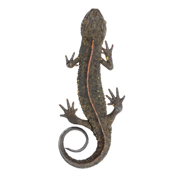 Животный саламандр — стоковое фото