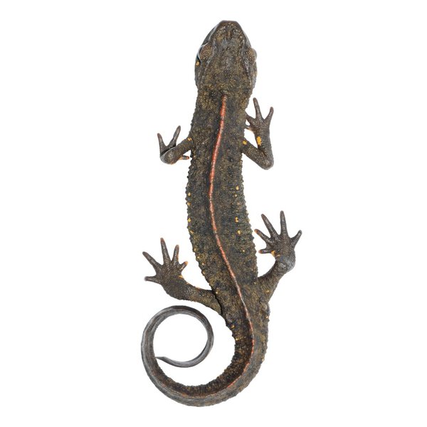 Animal salamander