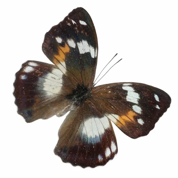 Sada motýl — Stock fotografie