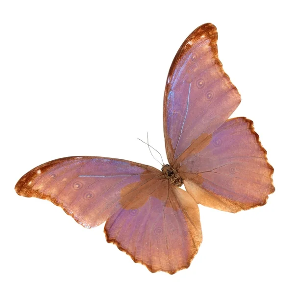 Набор бабочек — стоковое фото
