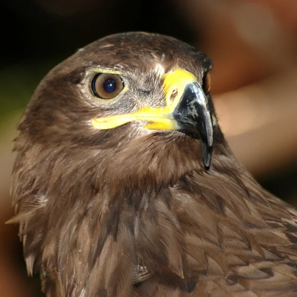 Eagle fågel huvud — Stockfoto