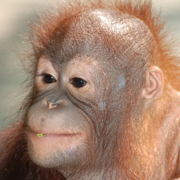 Macaco-macaco — Fotografia de Stock