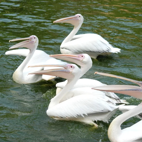 Pelikaan vogels zwemmen in lake — Stockfoto