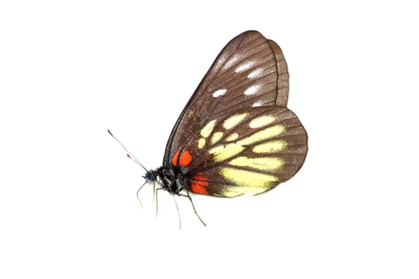 Izole kelebek — Stok fotoğraf
