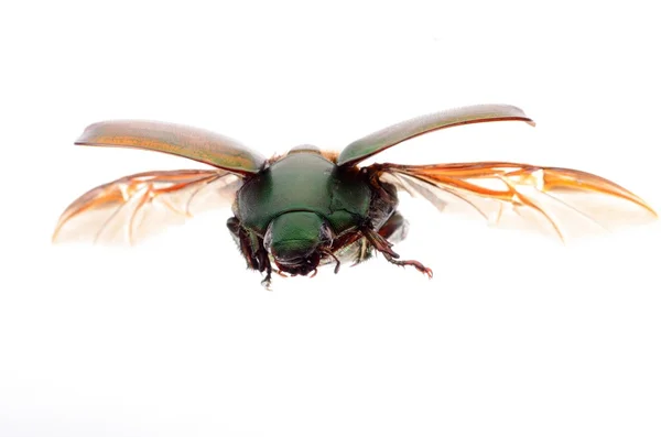 Repülő rovarok szkarabeusz bogár — Stock Fotó