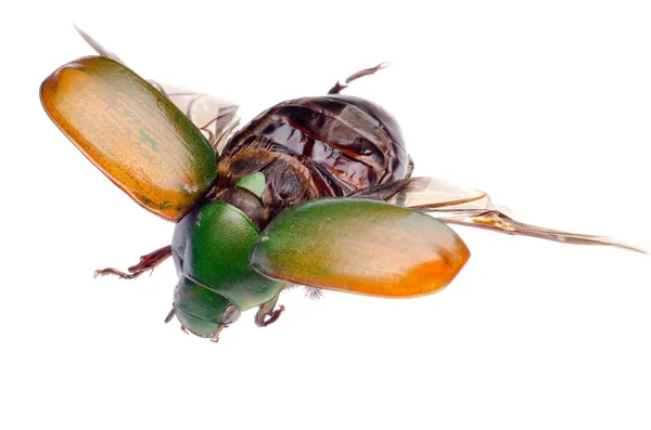 Latającego chrząszcza skarabeusza owadów — Zdjęcie stockowe
