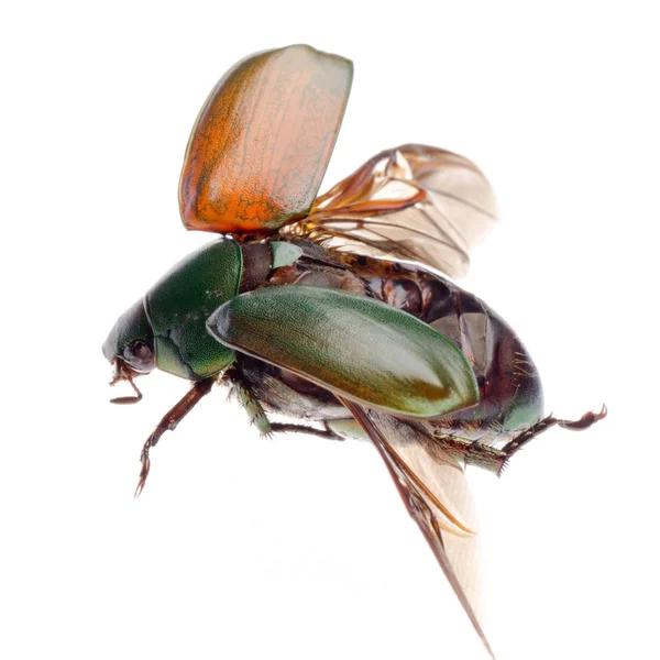 Flying insect scarab beetle — Stock Photo, Image
