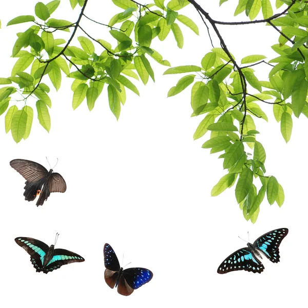 Butterfly flying — Stock Photo, Image