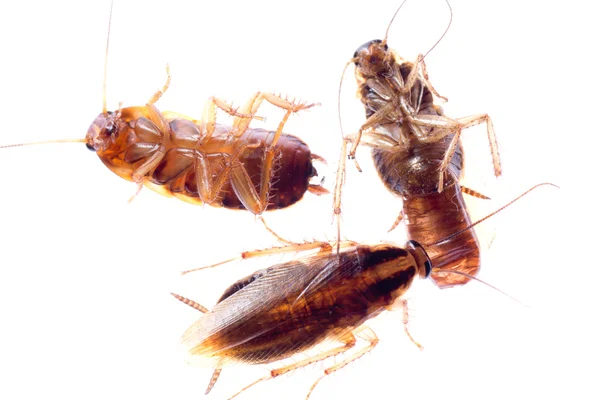 Död insekt kackerlacka bugg — Stockfoto