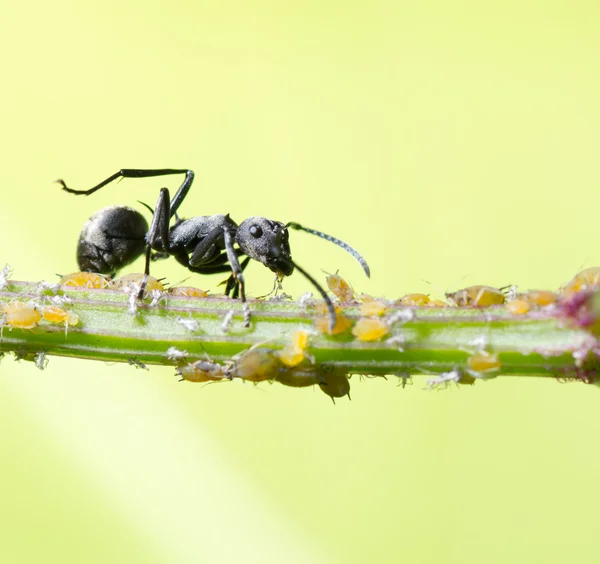 Hormiga insecto —  Fotos de Stock