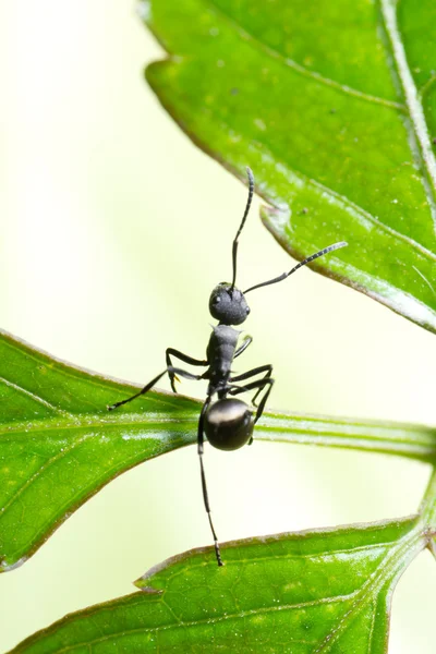 Έντομο μυρμήγκι — Φωτογραφία Αρχείου