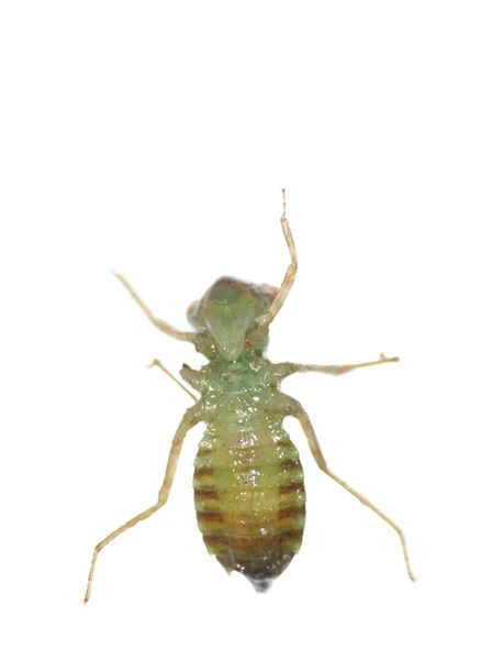 Dragonfly larva isolated — Stock Photo, Image