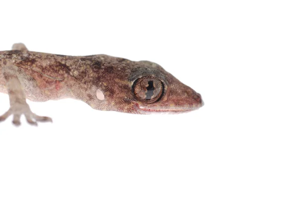 Gecko babe cabeza aislada — Foto de Stock