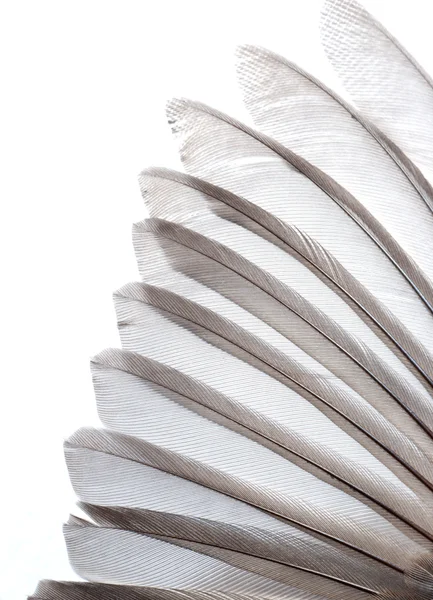 Vogel vleugel veren — Stockfoto