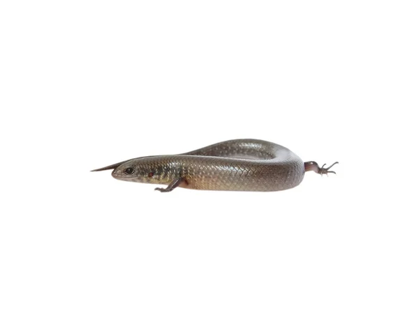 Рептилія тваринна ящірка ізольована в білому — стокове фото