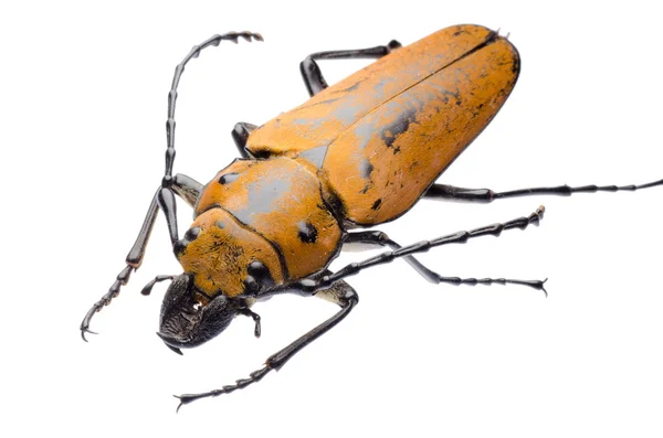 Trictenotomidae escarabajo — Foto de Stock