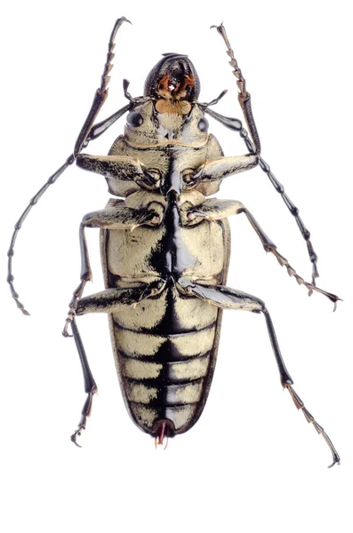 Trictenmidae жук — стоковое фото