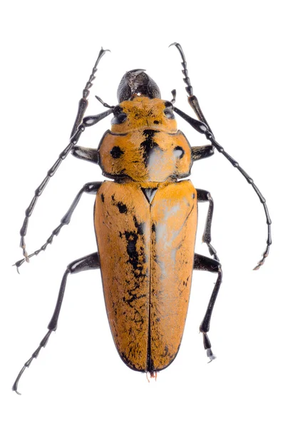 Trictenotomidae escarabajo — Foto de Stock
